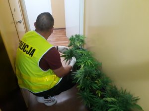 policjant przeprowadza oględziny zabezpieczonych roślin konopi