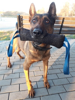 pies policyjny trzymający  gryzak